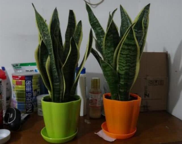 虎皮兰怎么养才能长得更好,虎皮兰怎么养能越长越旺