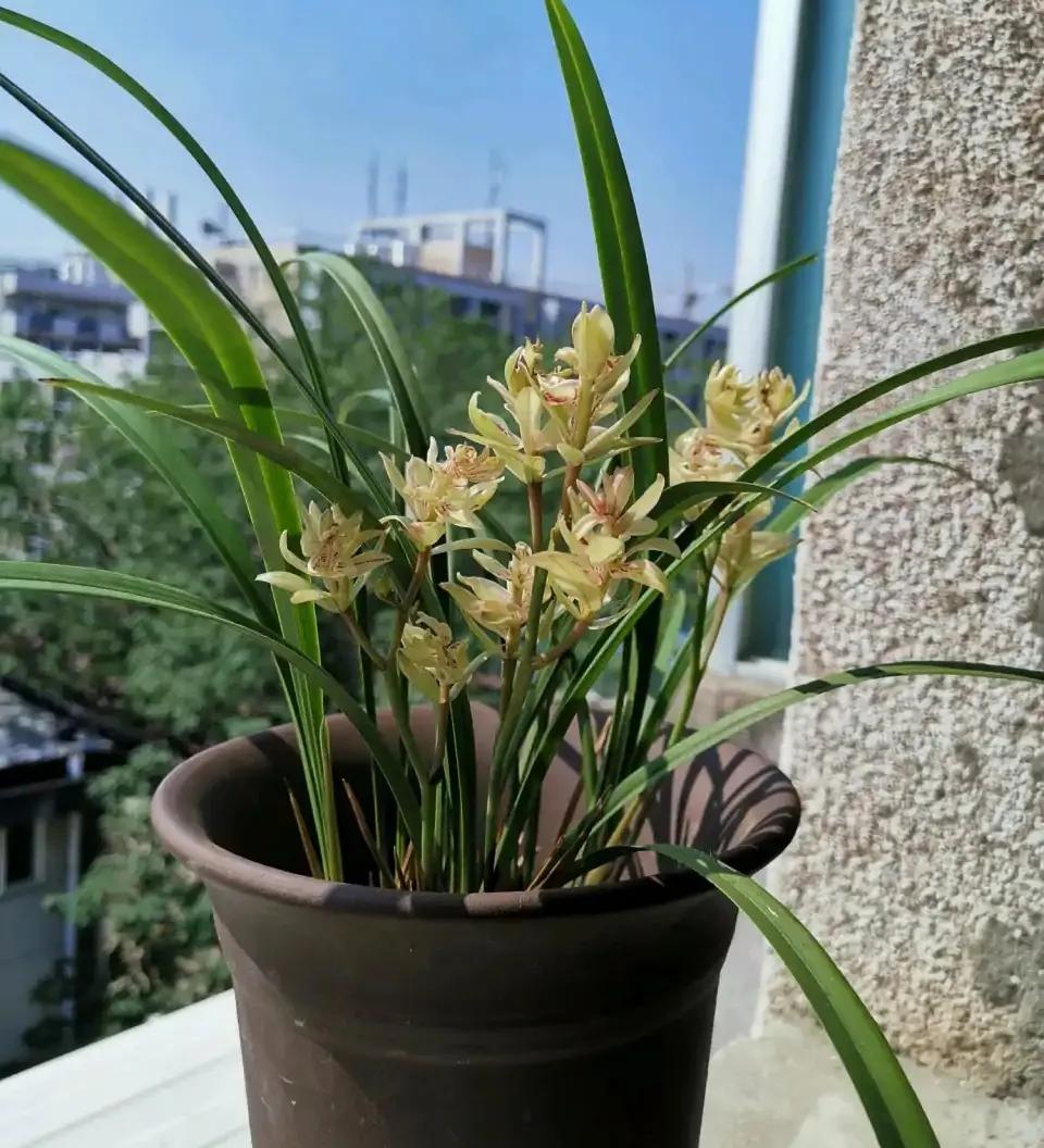 秋季兰花怎么养才能旺盛容易开花,兰花春不出夏不晒秋不干什么原因