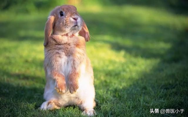 兔兔大肠杆菌怎么治疗,兔大肠杆菌怎么防治