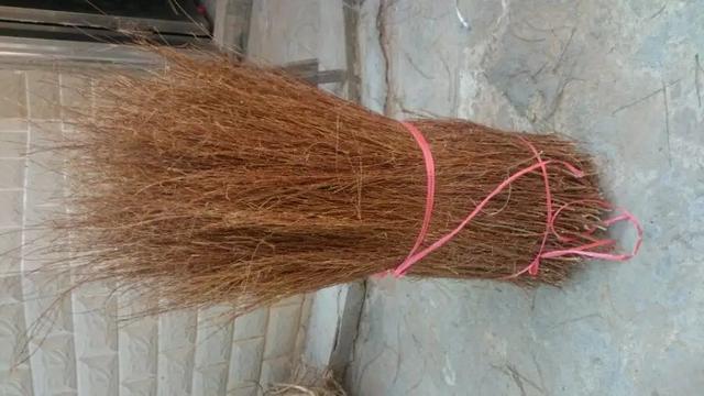 岗松用途,岗松的价值及图片