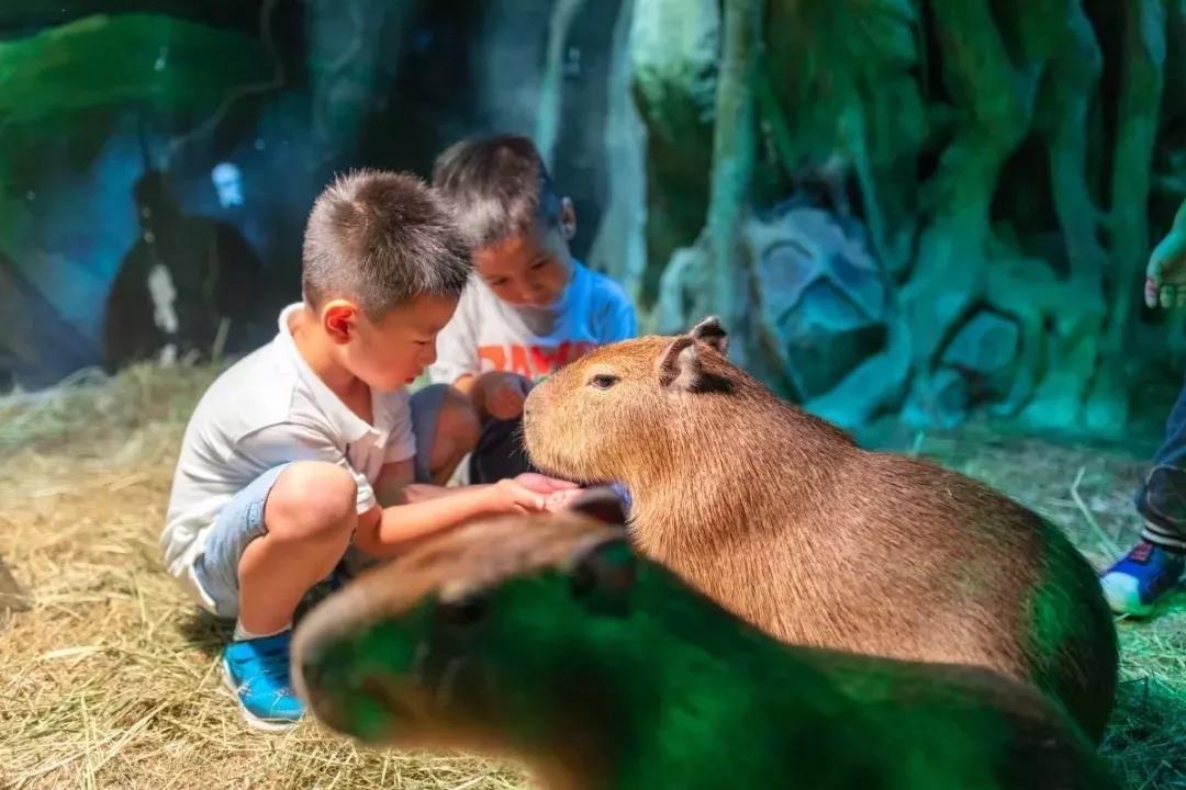 为什么说水豚是动物界的交际花,水豚不得不说是动物界的交际达人