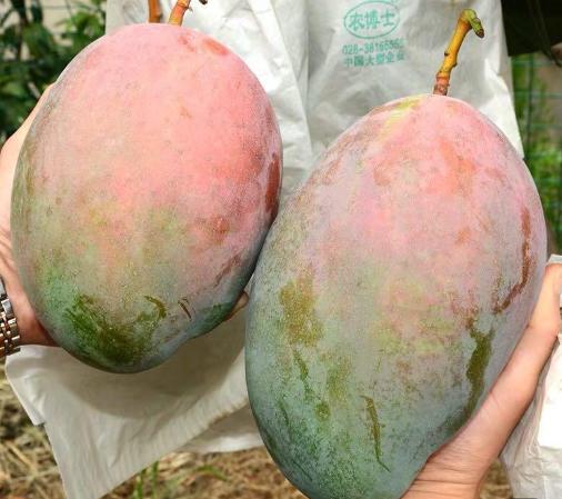 芒果吃饭攻略,芒果驾到