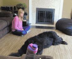 狗狗爱乱跑爱黏人怎么办,狗狗太粘人了怎么办一离开就叫