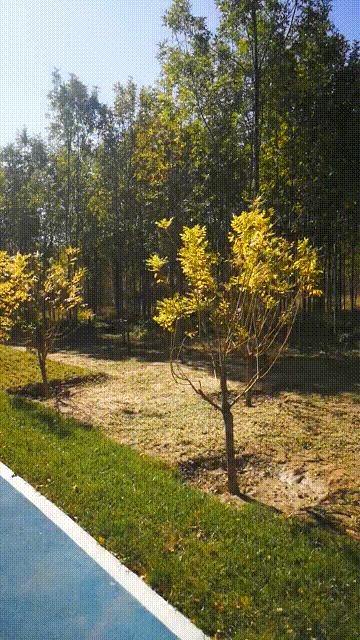 廊坊三叶公园项目信息,廊坊三叶公园附近