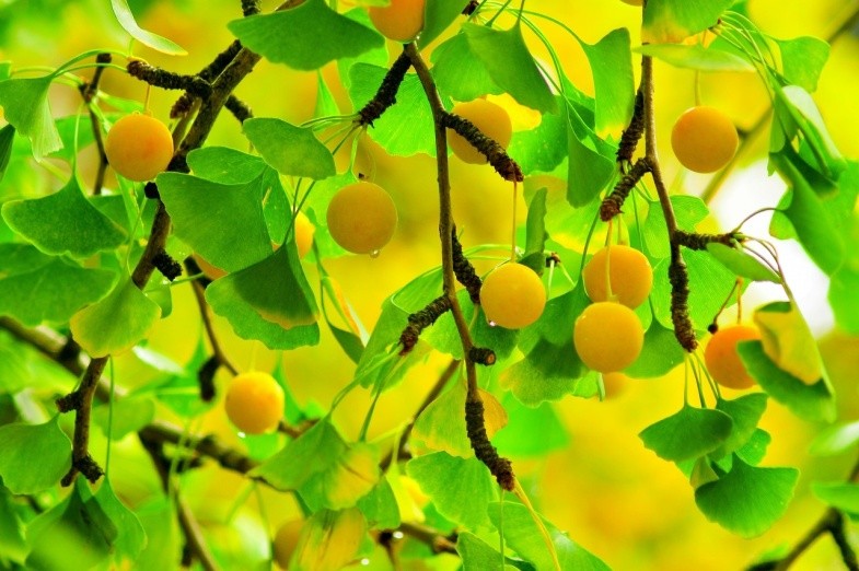 药食同源话食疗,药用白果和食用白果