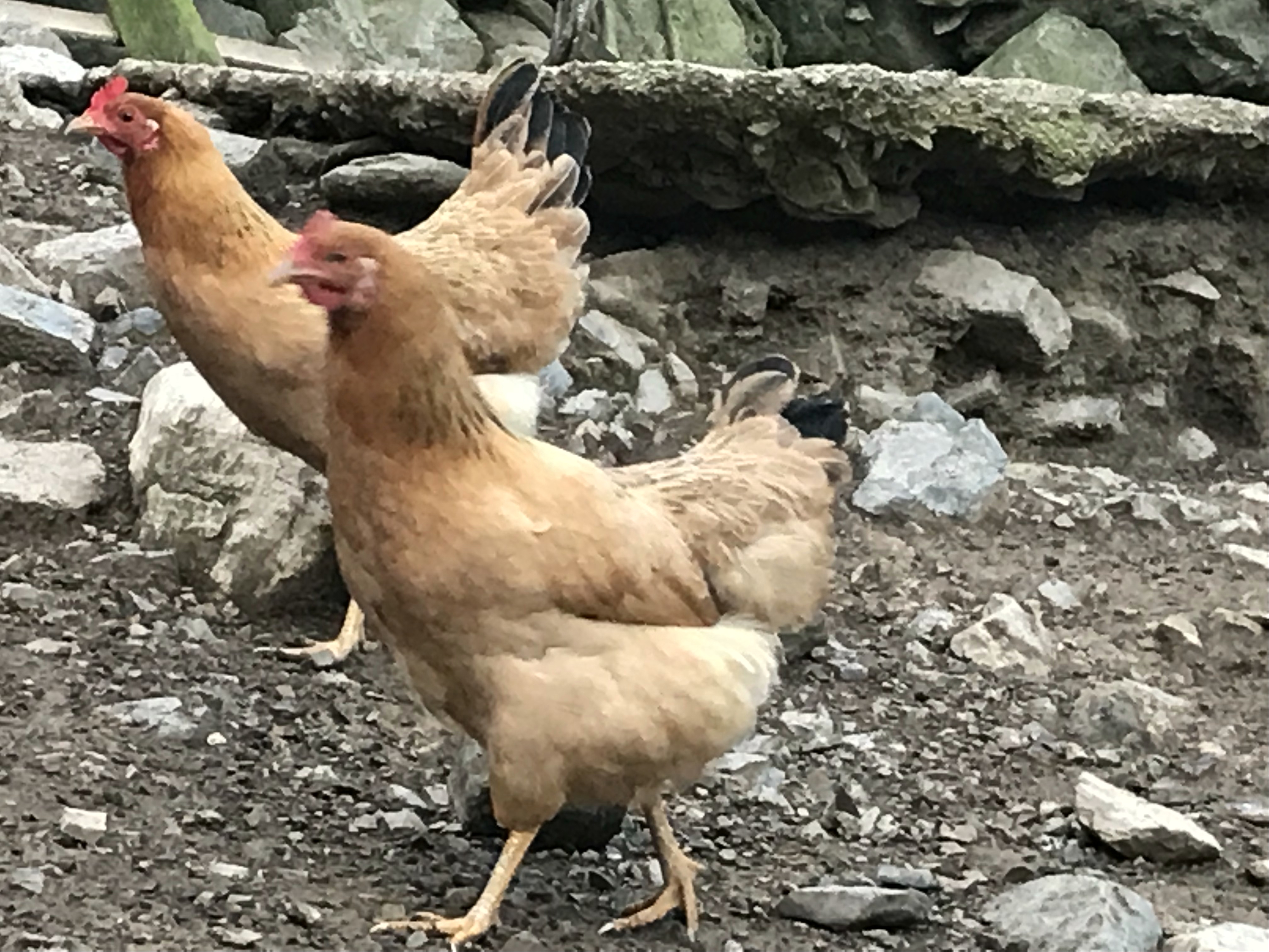 养殖2000只土鸡的成本与利润,养殖土鸡投资知识