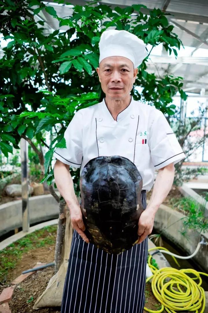 真正有龟的龟苓膏,龟苓膏新发现