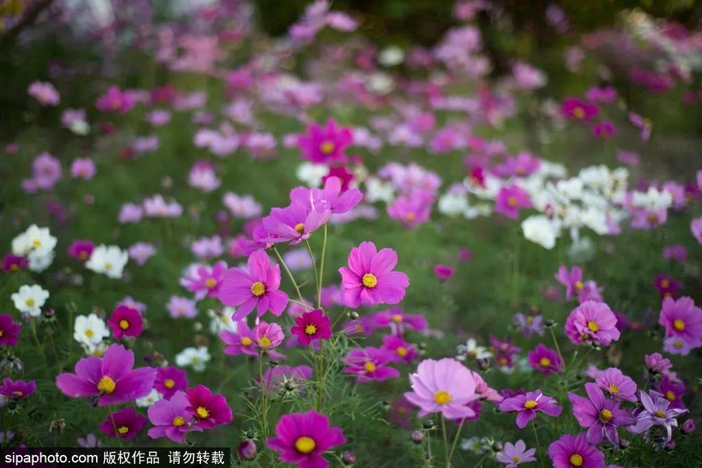 国庆北京旅游攻略景点图片欣赏,国庆北京旅游攻略视频大全