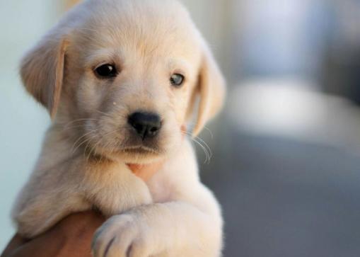 幼犬刚到家这8个危险动作,幼犬到家很害怕它死