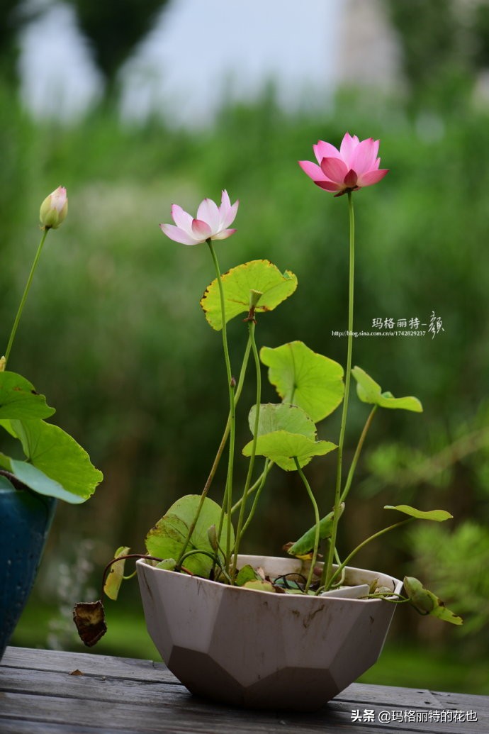 我的碗莲种子,碗莲的种植方法新手必看