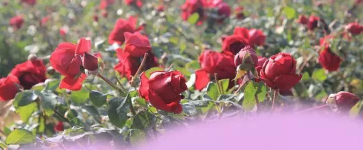 每一朵墨红玫瑰，都带着使命来到这个世界