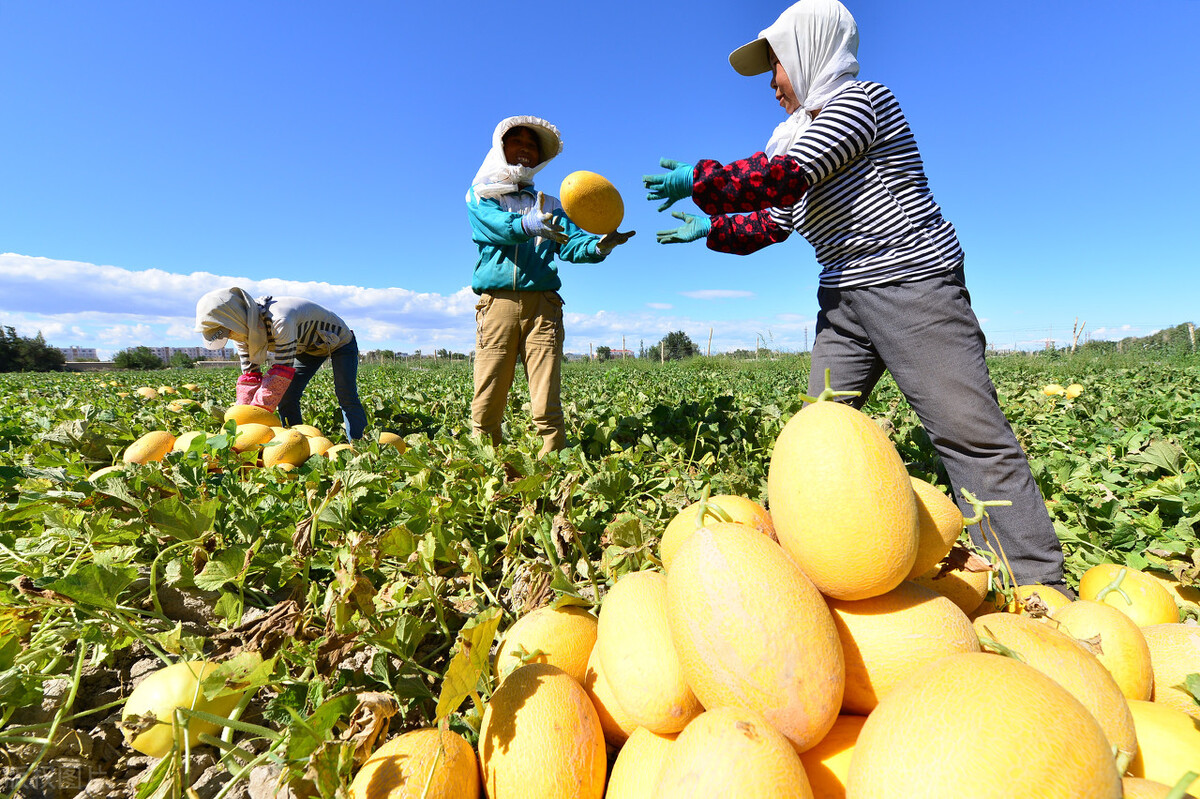 适合农村的致富小项目有哪些,农村快速致富冷门项目有哪些