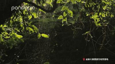 鍥藉疂缇庣櫧,鍥藉疂鐢ㄧ殑缇庣櫧闈㈣啘