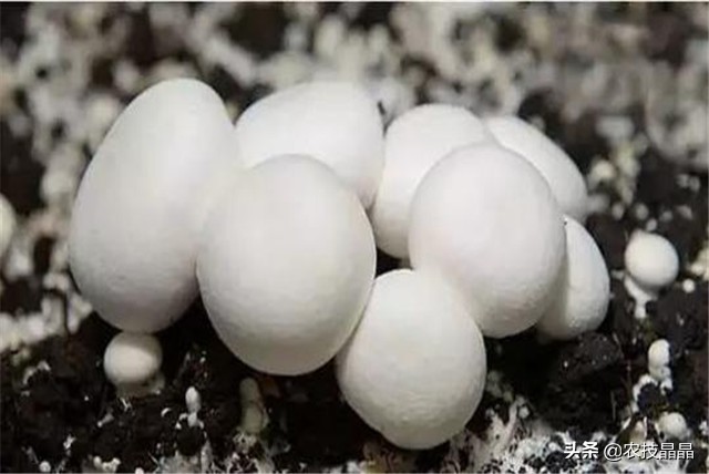 双孢菇栽培技术视频教程,双孢菇栽培技术视频教程全集