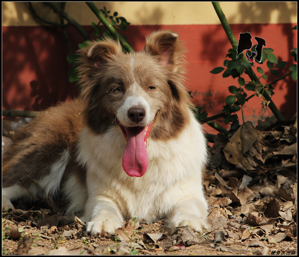 西安边境牧羊犬领养,领养边境牧羊犬幼崽