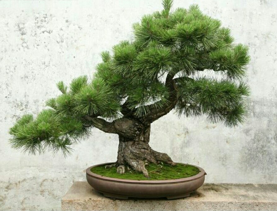 极品山松盆景造型,山松盆景怎样种