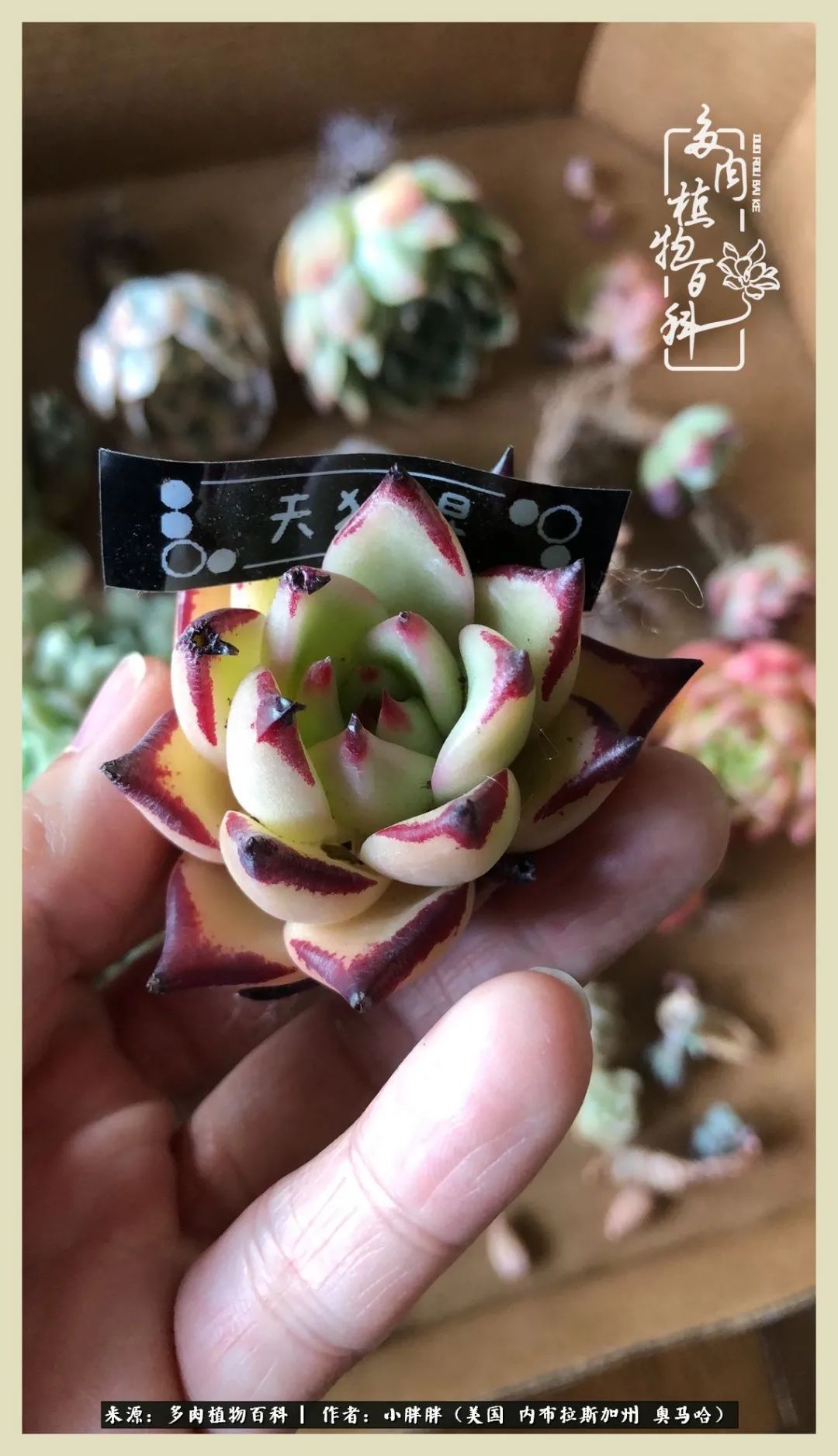 多肉小白入坑攻略,多肉中的鄙视链