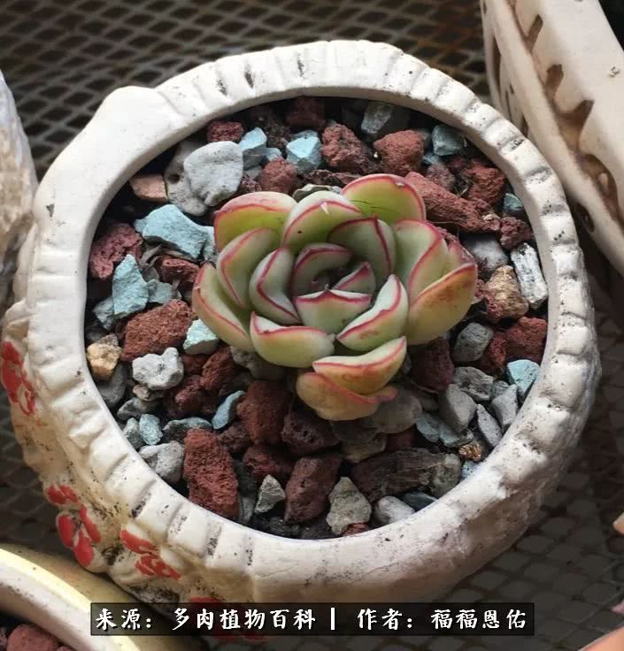 买买买，千里迢迢来相见，新的多肉成员来啦！