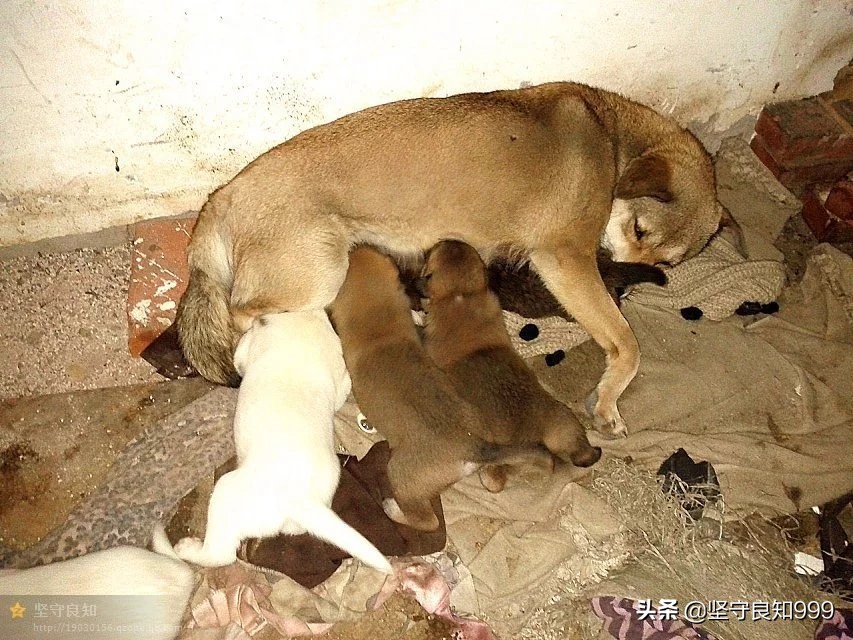 被遗弃的狗母子,被丢弃的母狗