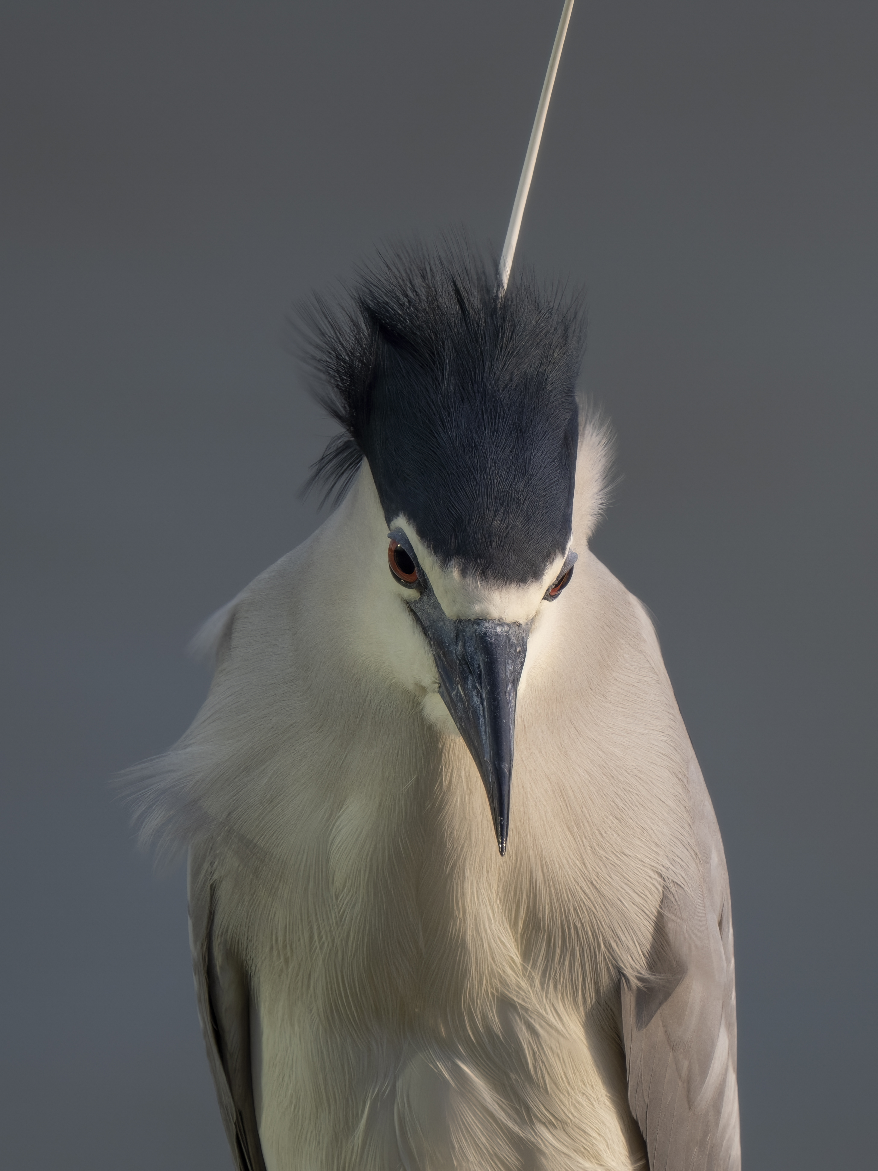 奥林巴斯60mm微距尺寸,奥林巴斯2000mm镜头