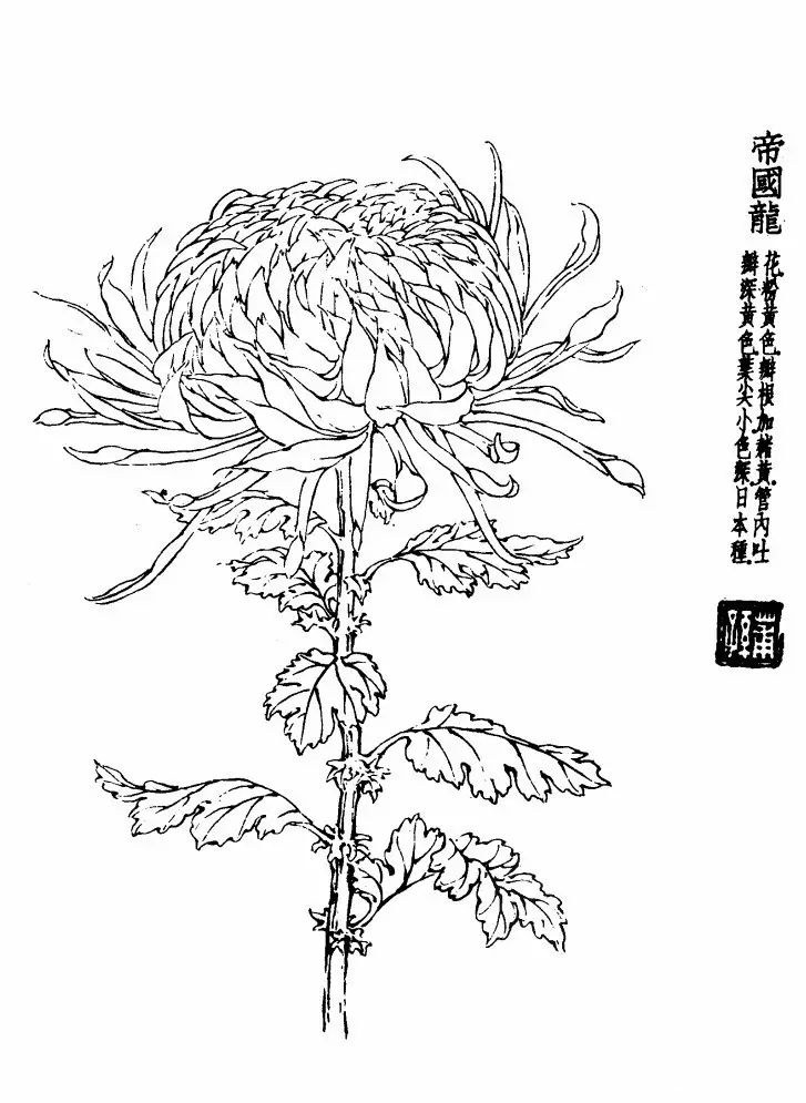 菊花白描基础花瓣的画法,白描菊花用笔