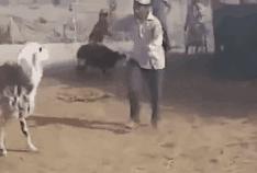 低调的搞笑动图,搞笑动图笑死人