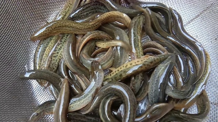 在野外怎么钓黑鱼,户外怎么钓黑鱼教程