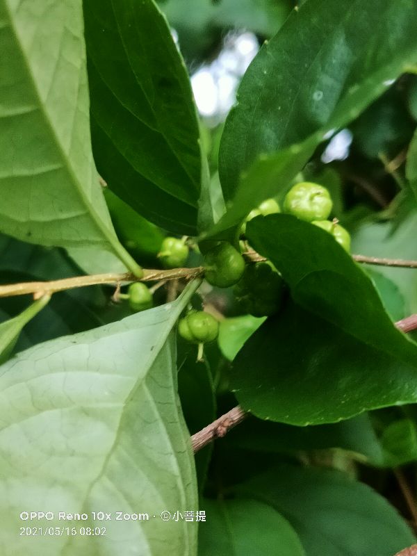 像蟒蛇一样的树,在丛林里看到了一条大蟒蛇