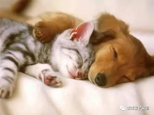 一个爱猫咪的女人,爱猫人士猫过敏