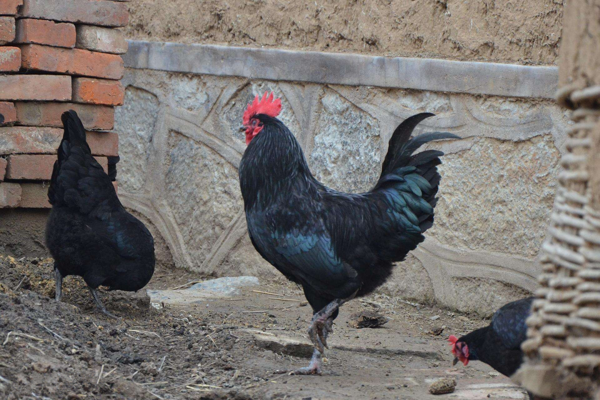 最好吃的土鸡品种排名,哪一品种土鸡最好养最好吃