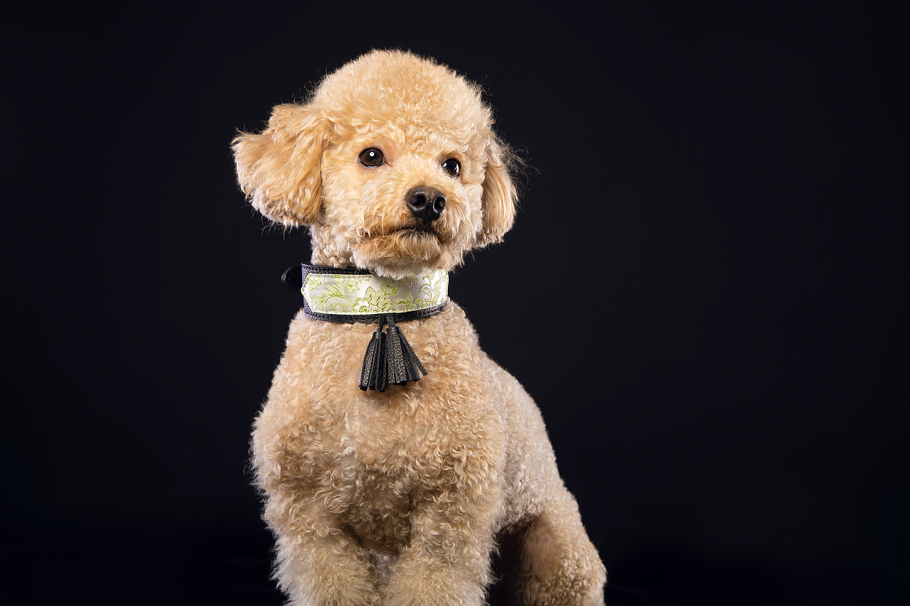 泰迪被当爷爷给宠坏了,把泰迪宠坏了