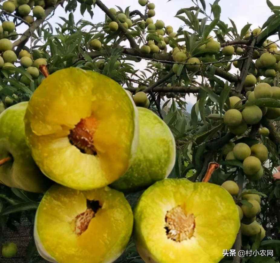 适合农村创业的最新致富项目,多个适合在家里创业致富的好项目