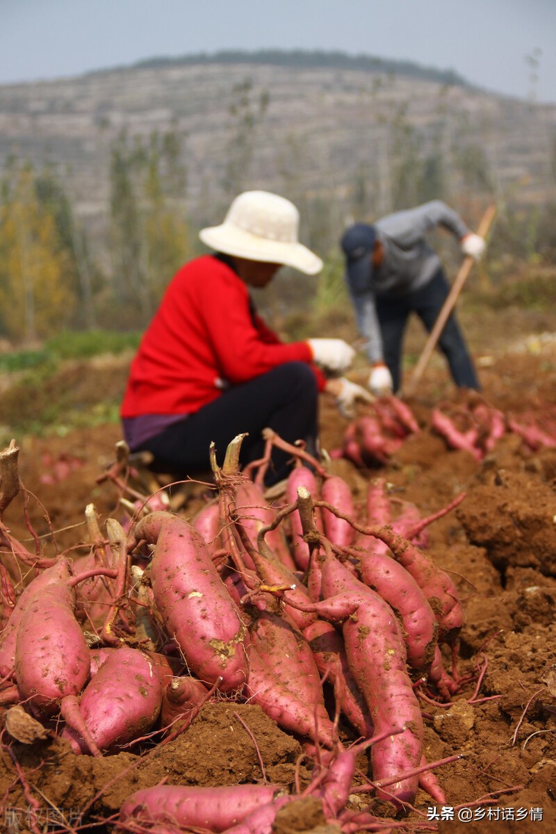 红薯控旺摘心怎么栽,老爸摘红薯苗