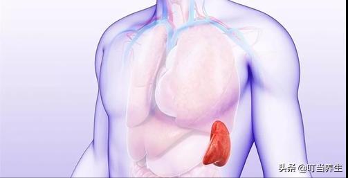 你的心脏是怎么样的呀,中医带你认识心脏