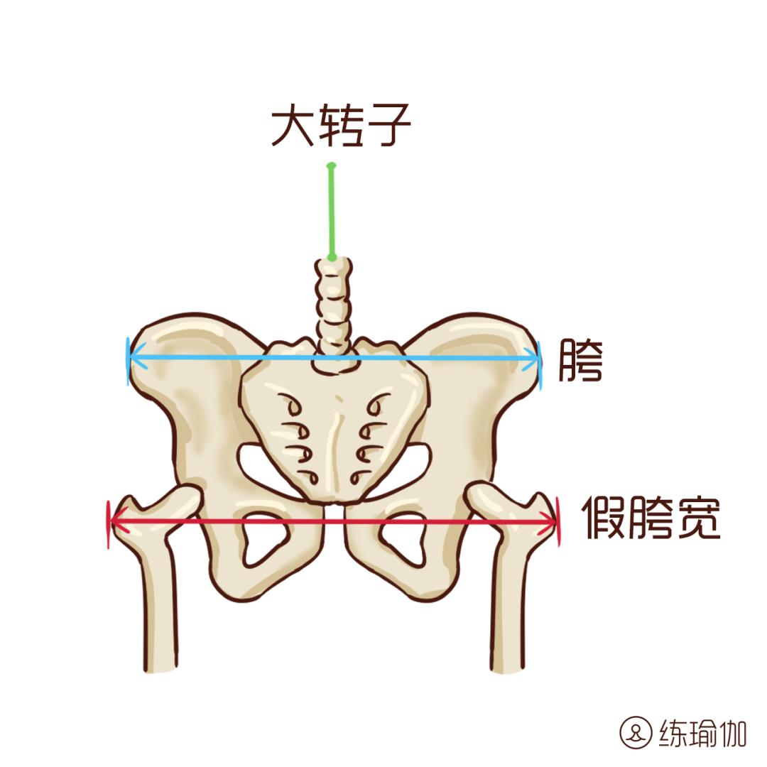 5分钟缩胯收阴操,减假胯宽的操