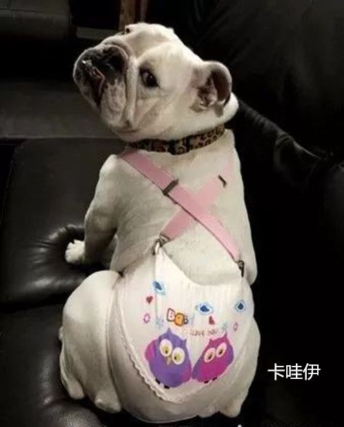 狗子突然来大姨妈,狗子生理期怎么做生理裤