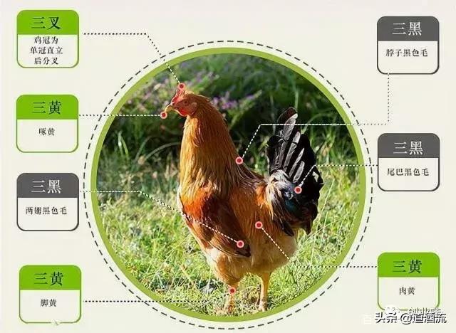 养鸡三大绝密秘诀,养鸡技术十大经典