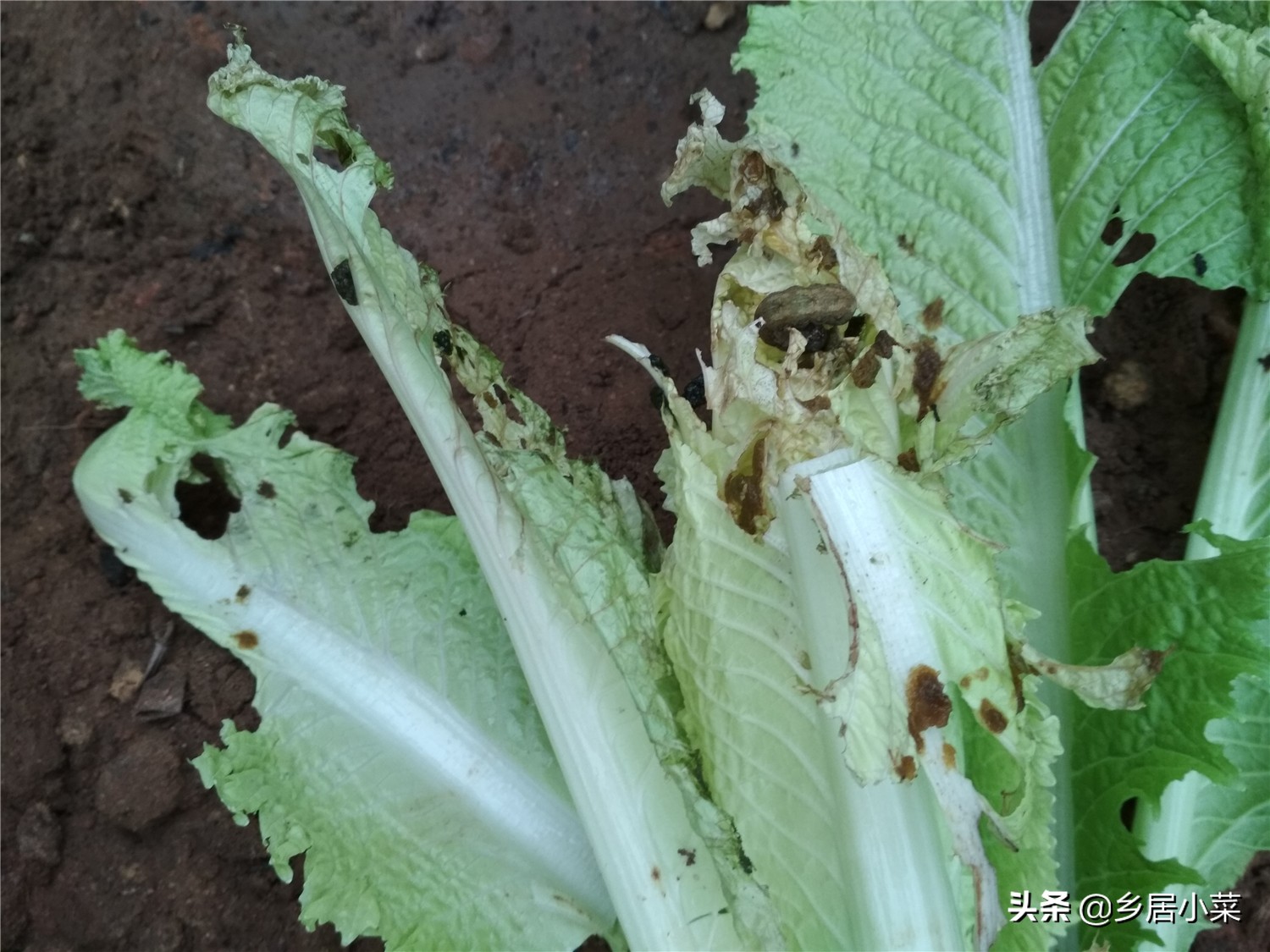白菜上面有夜蛾幼虫怎么办,白菜上的白蛾怎么消灭