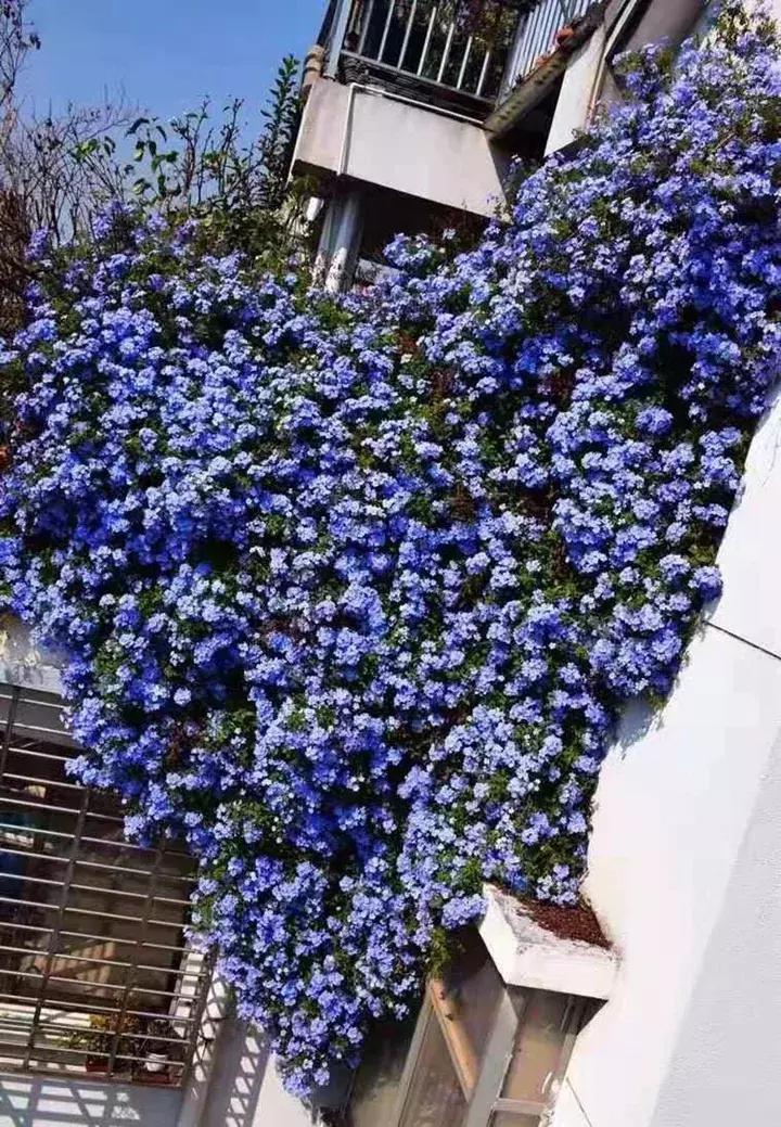 这10种花不怕晒,这3种花不能懒着养