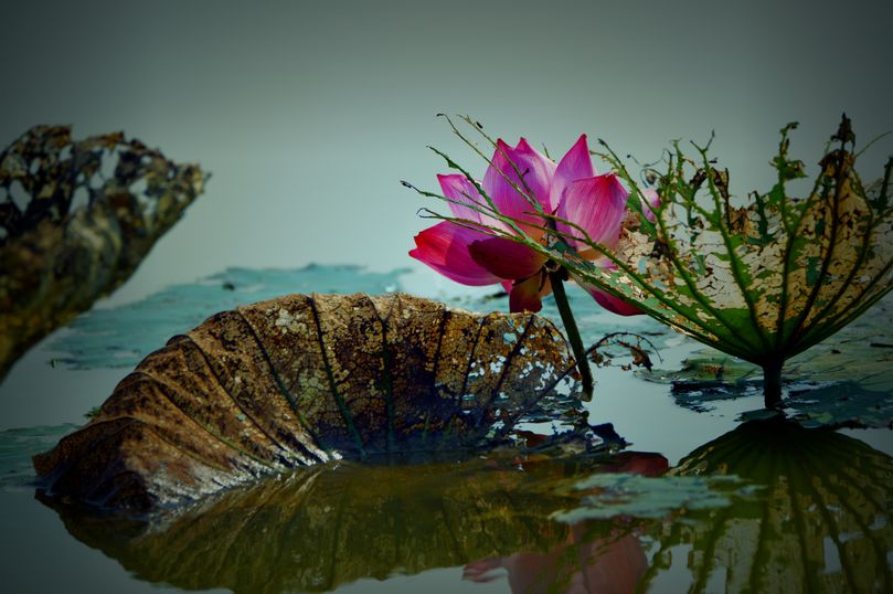 常德，那些惊艳夏日的荷花