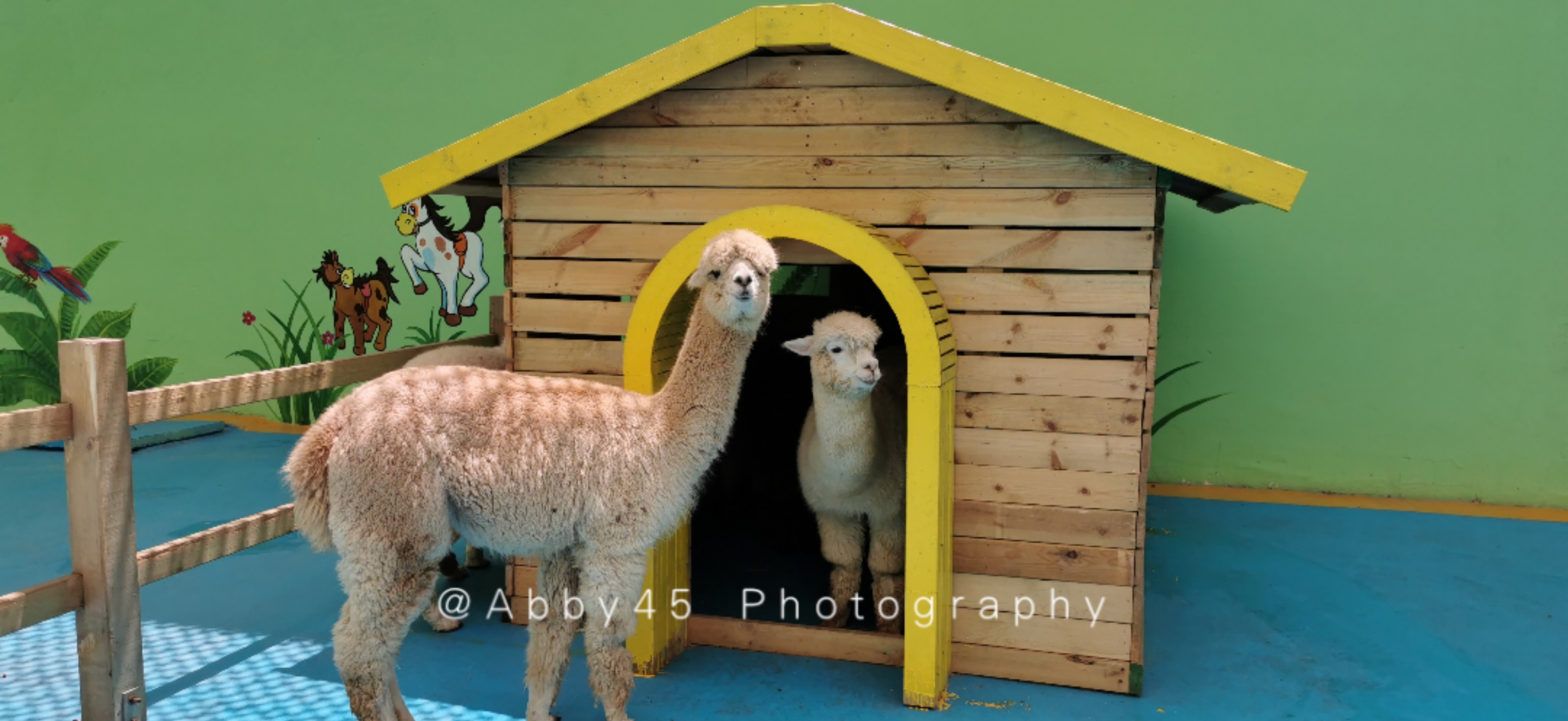 石狮海洋世界和厦门海底世界,泉州石狮海洋世界官方号视频