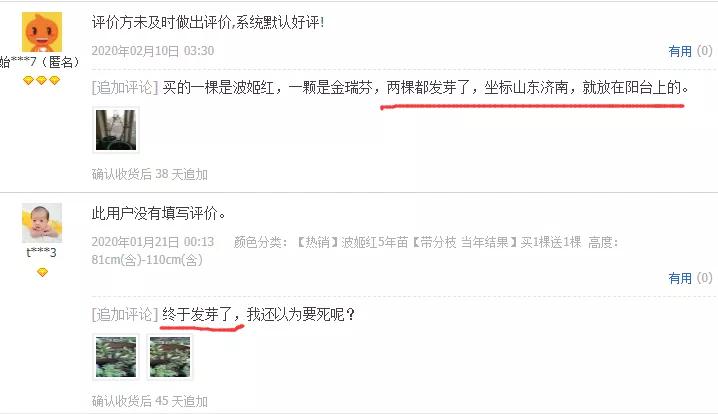 宿迁神苗淘宝,宿迁神苗真假对比