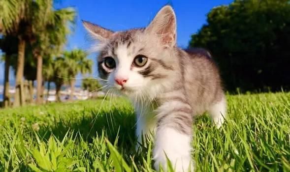 秘乐小视频短片,秘乐视频项目