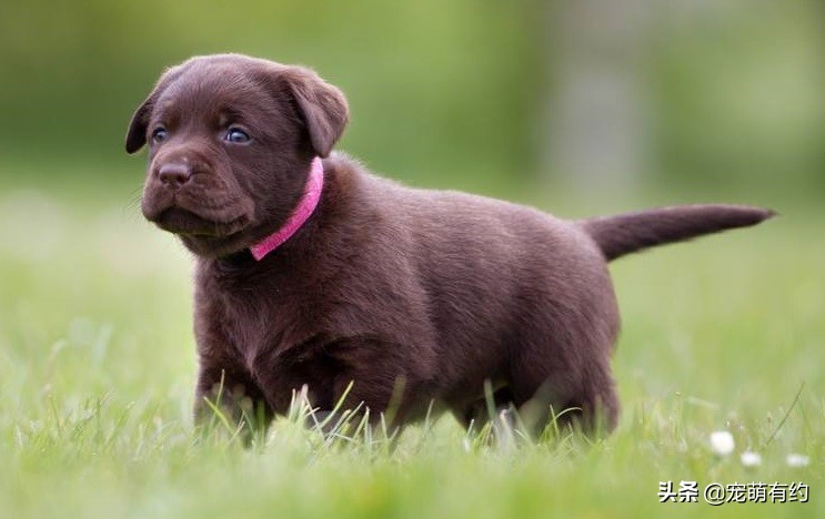 买拉布拉多犬注意事项和细节,拉布拉多幼犬的好坏由谁来决定
