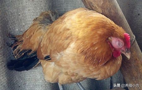 鸡痘长在眼睛上,鸡痘在鸡身上怎么治疗