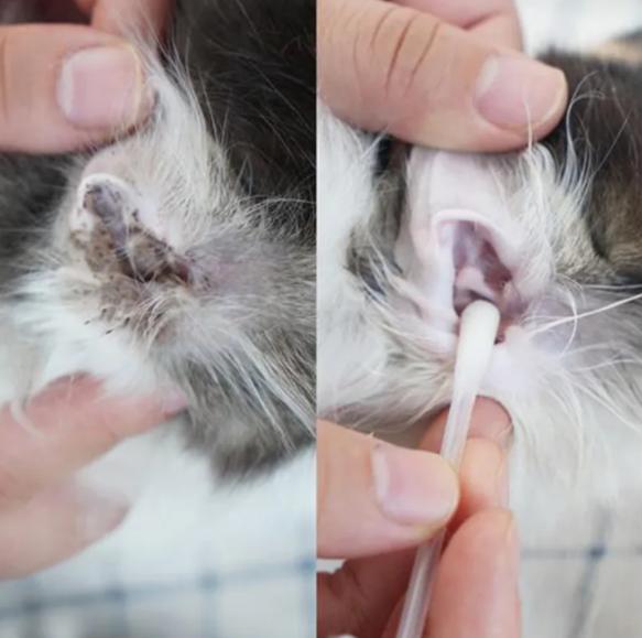 猫耳螨导致耳朵溃烂,猫咪耳螨引起耳血肿怎么办