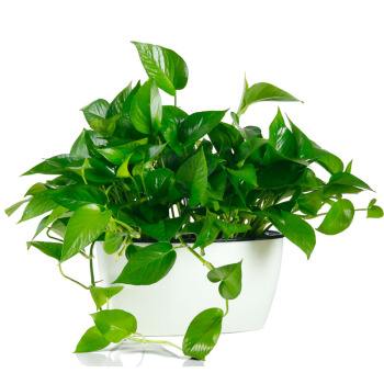 过期药片不要扔了养花,三种药片过期了可以放花盆里