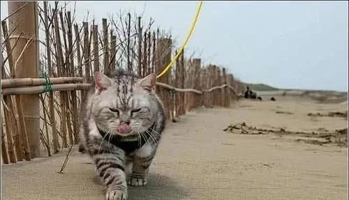 刚出生的猫咪跟老虎一起长大,从小和老虎长大的猫咪会怎么样