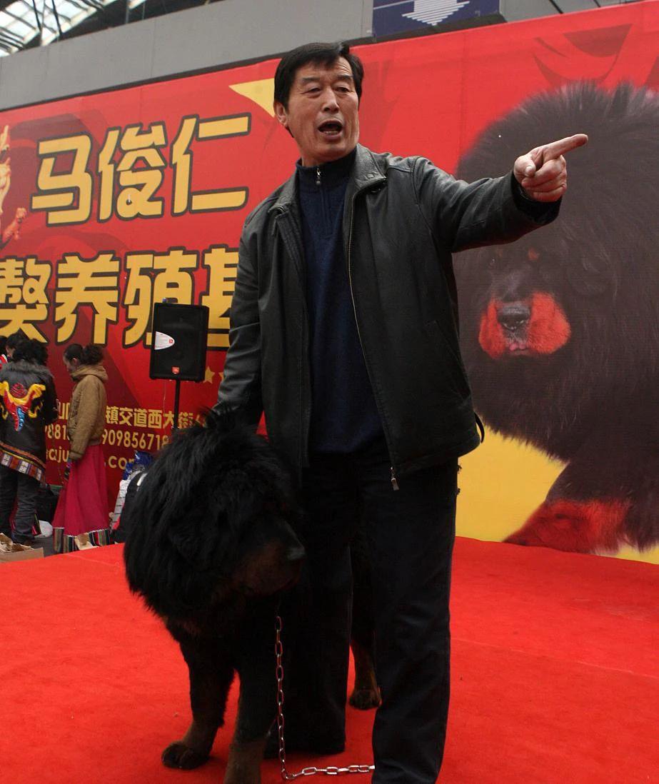 藏獒破灭高原上万流浪狗成灾,藏獒泡沫往事从东方神犬到流浪狗