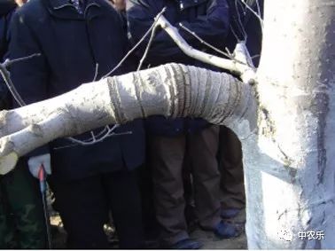 果树环剥最佳时间方法,关于果树的环割和环剥